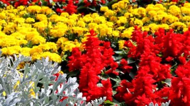 çok renkli çiçek yakın çekim