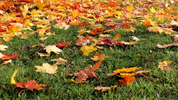 Φύλλα φθινοπώρου στο γρασίδι — Αρχείο Βίντεο