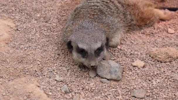 Meerkat Lying Red Desert Dirt Closed Eyes Suddenly Lifts Head — Stock Video