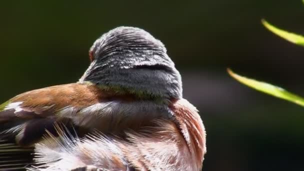 Chaffinch colorful bird close up — Stock Video