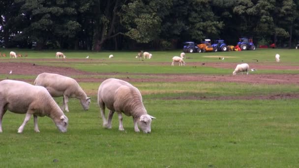 Owce i ciągników na pola uprawne — Wideo stockowe