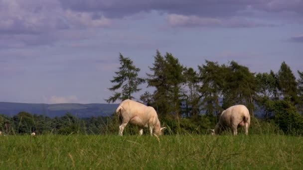 Lage hoek, schapen in de heuvels — Stockvideo