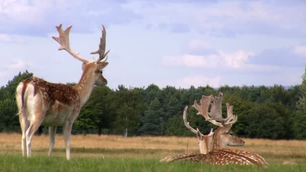 Fallow deer relaxing — Stock Video