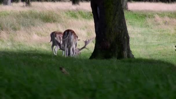 Vit och fläckig dovhjort — Stockvideo