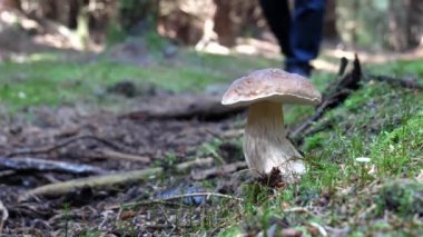 Köknar ağacı ormanında yürüyen adam yüksek aranan boletus edulis mantarı buldu; bu kuruş çörek mantarı dikkatlice yosunlardan çekti.