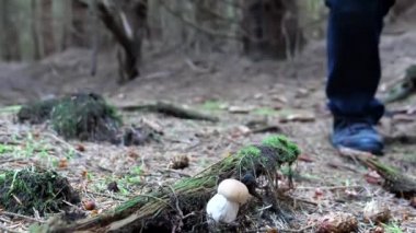 Ormanda yürüyen bir adam genç bir Porcini (Boletus edulis) mantarı buldu ve onu bıçakla kesti..
