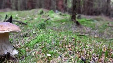 El bilgisayarı sağ - yosunlu bir köknar ormanında yetişen porcini mantarından sonra en çok arananların soldan çekimleri.