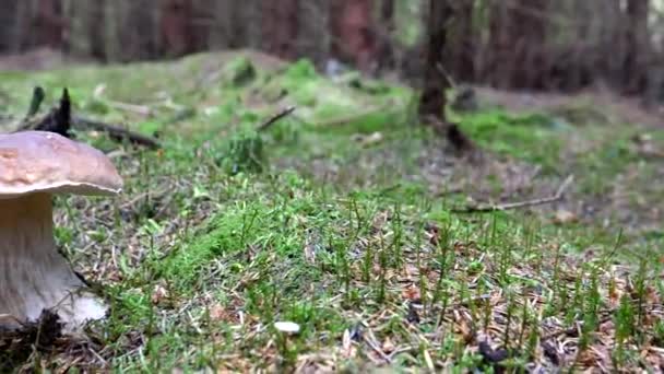 Mano Derecha Tiro Panorámico Izquierdo Mayoría Buscado Después Seta Porcini — Vídeo de stock