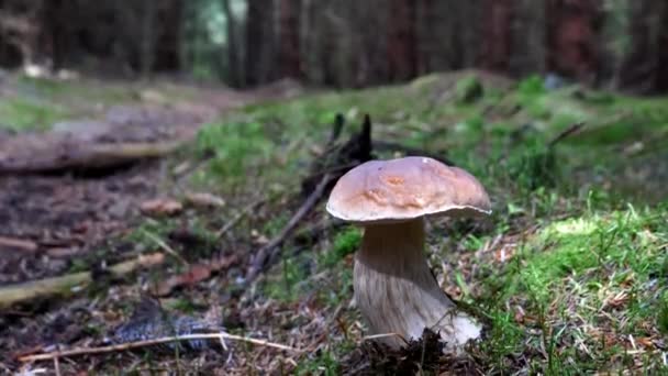 Tilt Shot Beautiful Penny Bun Bolete Coniferous Wood — Vídeo de stock