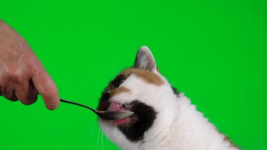 Bir çay kaşığı dolusu hayvanlı yoğurt ile, üç renkli calico kedisi onu yeşil arka planda yalıyor..