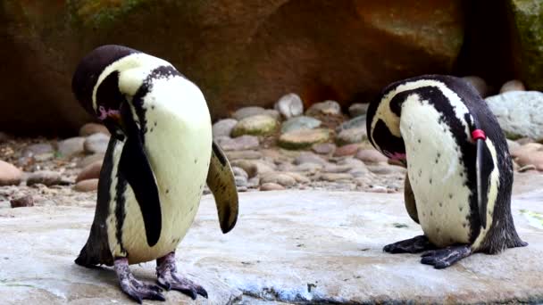 Pinguin Paar Pflegt Sich Pool Freien — Stockvideo