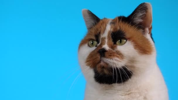 Foto Close Dari Wajah Kucing Calico Tricolor Atau Potret Terhadap — Stok Video