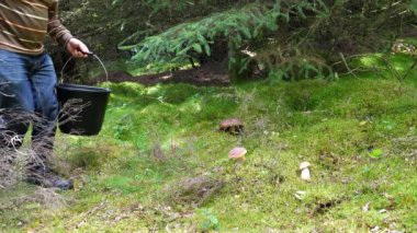Köknar ormanında Porcini, boletus edulis mantarı toplayan kıdemli adam bıçakla köknar mantarı topluyor..