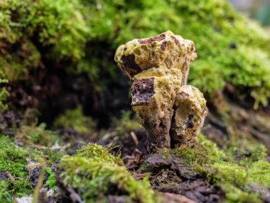 Close-up of bitten by small animals yellow color Phaeolus schweinitzii, common name Dyer's Mazegill or Dyers Polypore fungus mushroom on rotten tree butt.