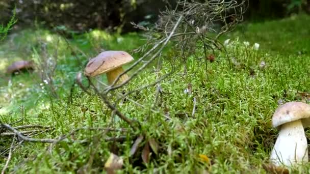 手持相机在冷杉林中的绿色苔藓中摇曳着 拍下了生长在绿色苔藓中的荷花 西梅或香菇 — 图库视频影像