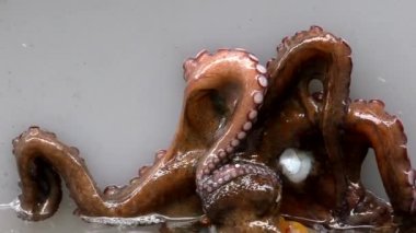 Canlı ahtapotun beyaz bir küvet ya da havza duvarında su yüzeyinde yavaşça hareket edişinin yakın görüntüsü.