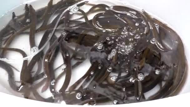 Muchas Anguilas Vivas Peces Moviéndose Agua Una Tina Blanca Con — Vídeos de Stock