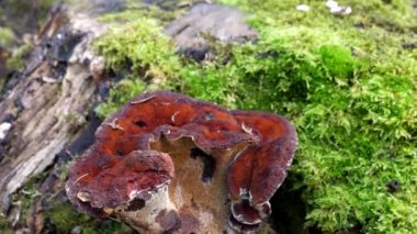 Close-up of red color parasite fungus Phaeolus schweinitzii, common name Dyers Mazegill or Dyer's Polypore growing on mossy tree stump or butt.