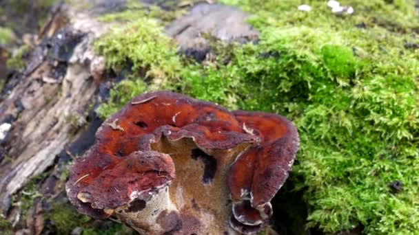 Close Red Color Parasite Fungus Phaeolus Schweinitzii Common Name Dyers — Vídeos de Stock