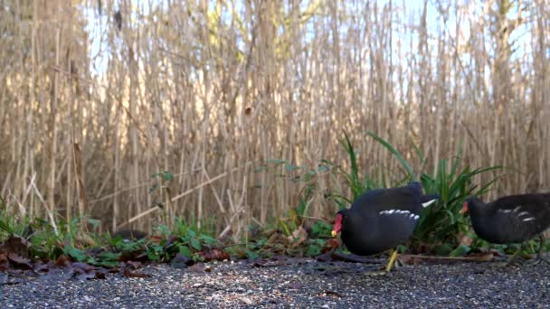 Pareja Gallinas Gallinula Chloropus Alimentándose Junto Estanque — Vídeo de stock