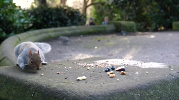 公园里的灰松鼠吃核桃很快 吃了蓝莓就跑掉了 — 图库视频影像