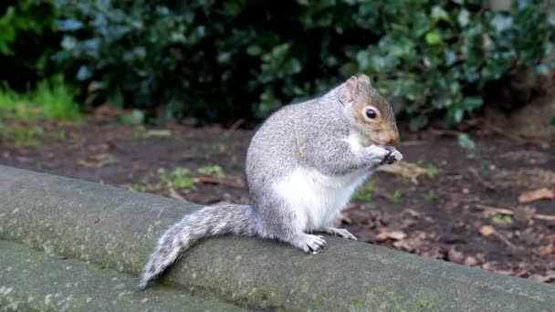 Close Squirrel Eating Walnut Looking Camera Dropping Nut Running Away — Stock Video