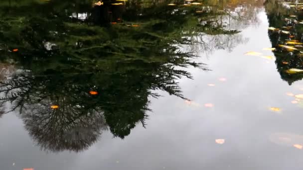 Herbst Hintergrund Schöne Baumspiegelung Auf Teichwasseroberfläche Regentropfen Beginnen Fallen — Stockvideo