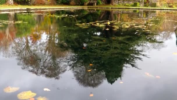 美丽的秋天景色在公园里倾斜向上拍摄 池塘水面上的树镜映照 雨下得很慢 — 图库视频影像