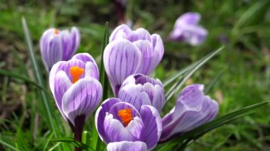 Baharda beyaz ve mor renkli crocus çiçeklerine yakın çekim, el kamerası.