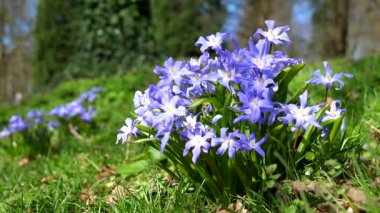 Mavi renk Karların İhtişamı (Chionodoxa luciliae) parkta sallanan çiçekler, bulanık arkaplandan geçen insanlar; el kamerası görüntüsü.
