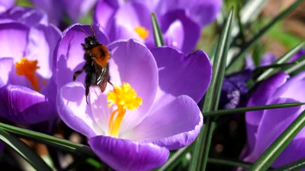 Close Bumblebee Desajeitado Dentro Flor Croco Violeta Roxo Primavera — Vídeo de Stock