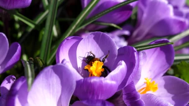 Câmera Portátil Bumblebee Movimento Lento Dentro Flor Croco Roxo Primavera — Vídeo de Stock