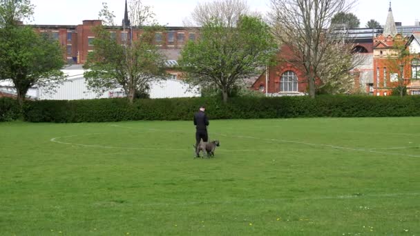 Köpek Eğitmeninin Staffordshire Daki Futbol Sahasında Mavi Personeli Staffordshire Boğa — Stok video