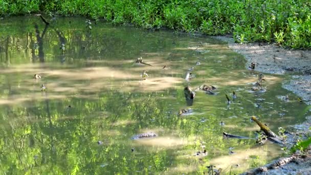 Patos Ativos Selvagens Que Movem Insetos Caça Rápida Calmo Rio — Vídeo de Stock
