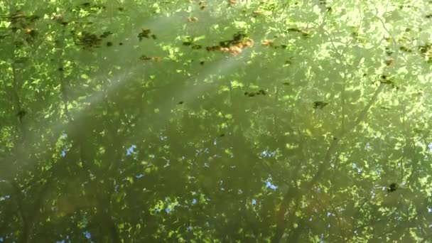淡淡的水面上的绿郁郁葱葱的树叶倒映在水面上 还有来自山顶的波浪 夏日的背景 — 图库视频影像