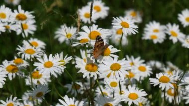 Boyalı kadın (Vanessa cardui) kelebek yazın rüzgarda sallanan papatyalarla besleniyor, el kamerasıyla çekilmiş..