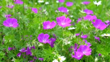 Kanlı Cranesbill (Geranium sanguineum) Vahşi pembe çiçekler yaz arkaplanı, el kamerası.