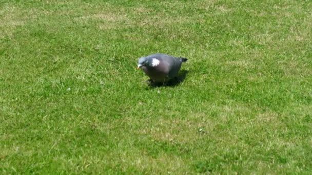 Wood Pigeon Scratching Beak While Walking Green Grass Looking Food — Stock Video