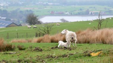 Young lamb suckling ewe's milk outdoors on the hill above Rivington reservoir, Bolton area, Northwest of England.