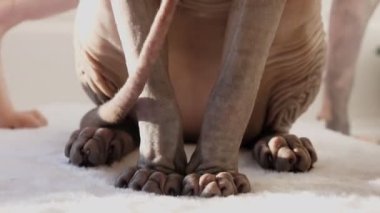 Kızgın, mutlu olmayan genç Sphynx sfenks kedisi oturuyor ve gergin bir şekilde pençelerini kapayarak uzaklaşan başka bir kediyle kuyruğunu kıstırıyor..