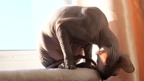 Hinterleuchtete Haarlose Sphinx Sphinx Katze Putzt Ihren Schwanz Auf Fensterbank — Stockvideo