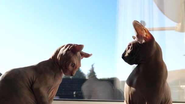 Dwie Bezwłose Sfinksowe Młode Samice Walczące Parapecie Mniejszy Młodszy Kociak — Wideo stockowe
