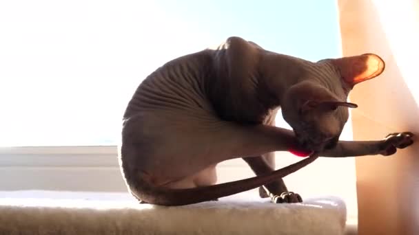 Hairless Cat Grooming Itself Sunlit Window Sill Another Sphynx Female — Stock Video