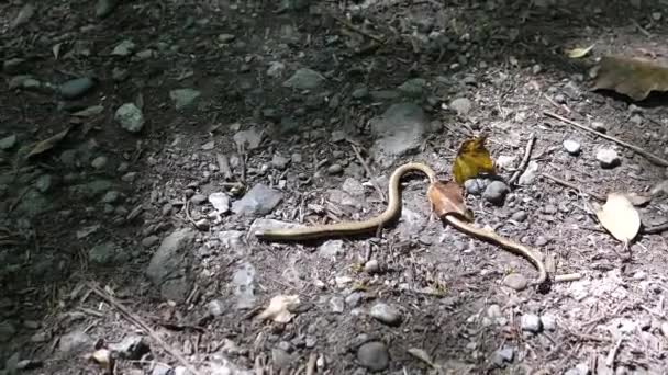 Reptil Herido Gusano Lento Anguis Fragilis Arrastrándose Lejos Camino Tierra — Vídeo de stock