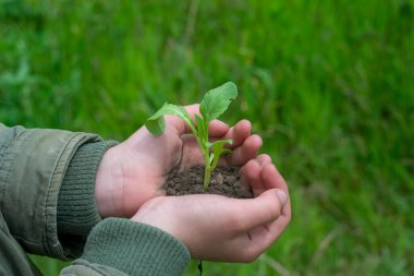 Bok-choi taze lahana.