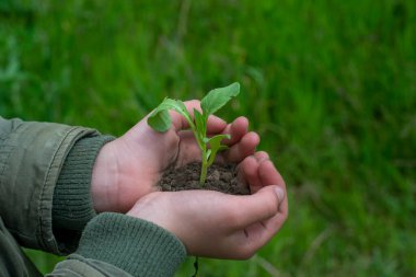 Bok-choi taze lahana.