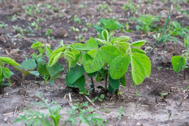 Tarlada yeşil fasulye filizleniyor.