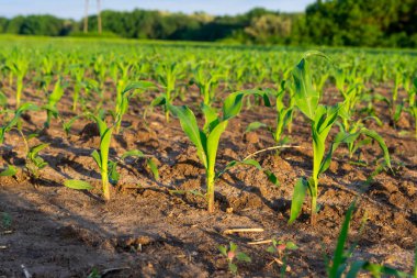 Tarlada biraz mısır