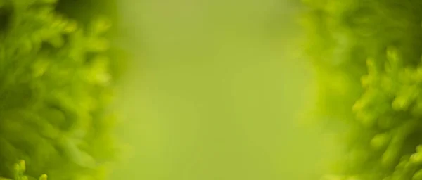 Blurred abstract background of green tree branch. Abstract beautiful backdrop for text or advertising. — Stock Photo, Image