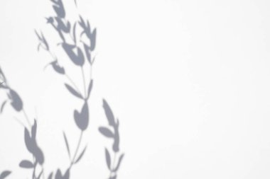 Doğal malzemelerde beyaz arka planda bitki gölgesi olan moda bir kavram. Gün ışığında sunum. Doğal bulanık gölge. Bitkiden yaz güneşi ışığı. Metin veya reklam için soyut güzel arkaplan.